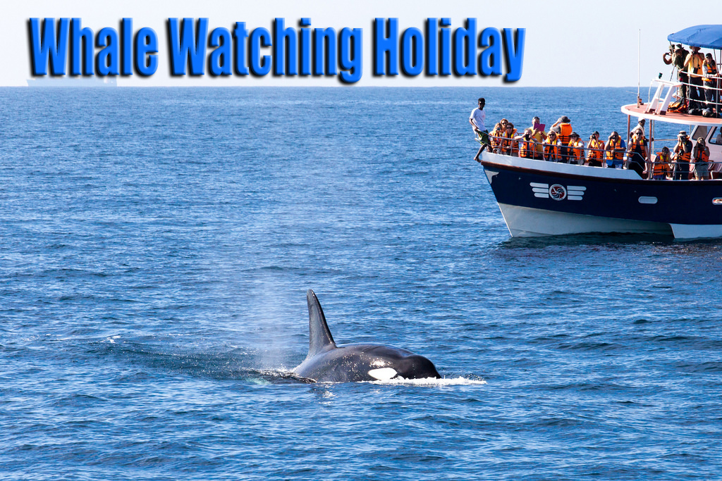 The Ins-and-Outs of Whale Watching