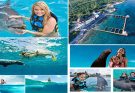 Dolphin Discovery Cozumel: A Captivating Experience in Paradise