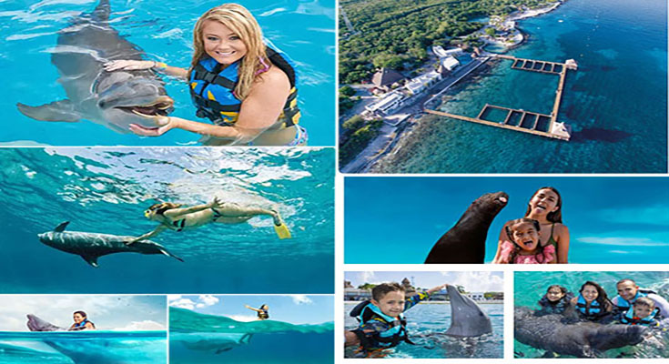 Dolphin Discovery Cozumel: A Captivating Experience in Paradise